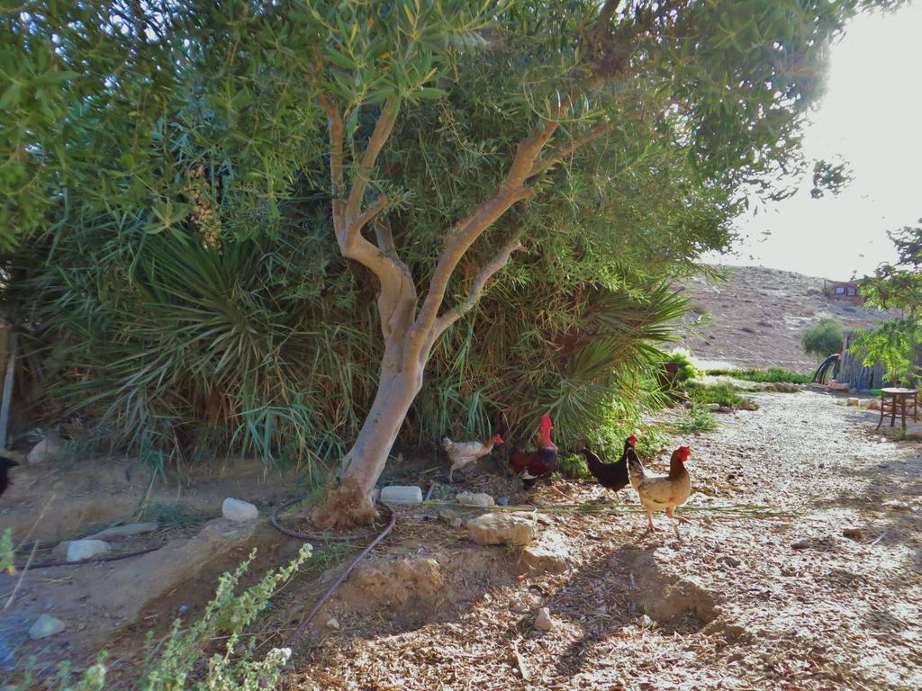 Succah In The Desert Mitzpe Ramon Extérieur photo